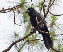 Philippine Jungle Crow