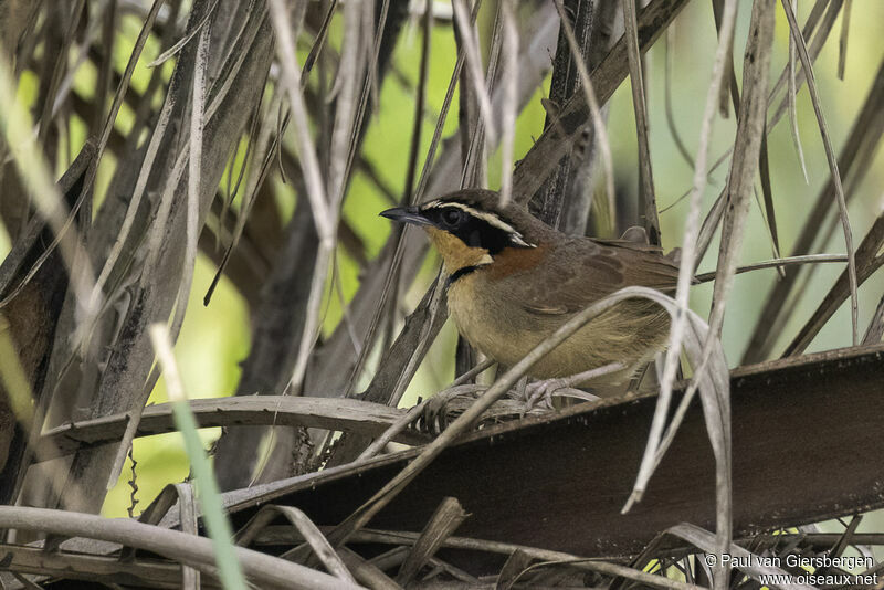 Collared Crescentchestadult