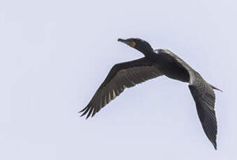 Cormoran à aigrettes