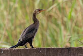 Cormoran africain