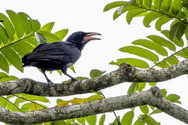 White-billed Crow