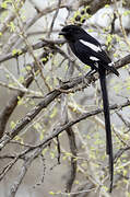 Magpie Shrike