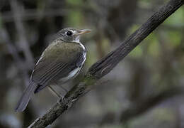 Southern Antpipit