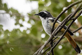 White-throated Robin-Chat