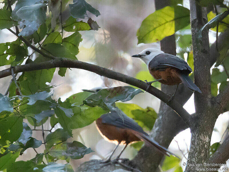 White-headed Robin-Chat - Cossypha heinrichi adult - pava272901