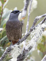 Cotinga de Sclater