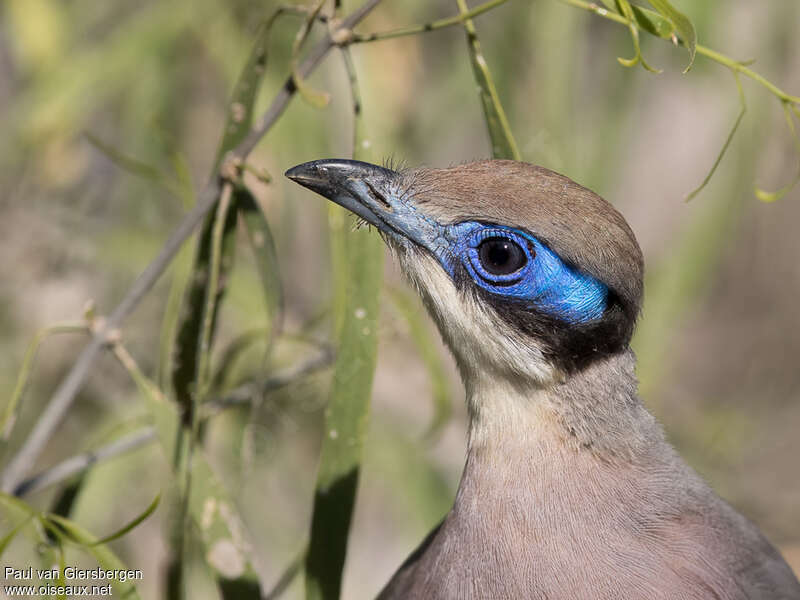 Coua à tête oliveadulte, portrait