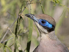 Coua à tête olive