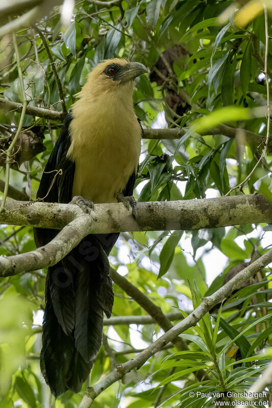 Coucal à tête fauveadulte