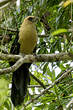 Coucal à tête fauve