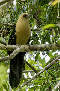 Coucal à tête fauve