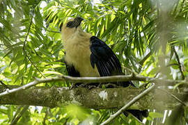 Buff-headed Coucal