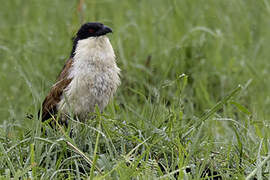 Coppery-tailed Coucal