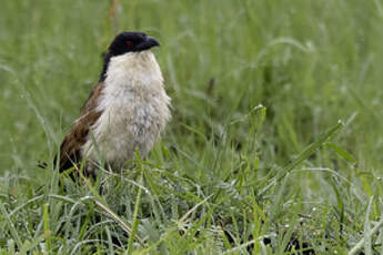 Coucal des papyrus