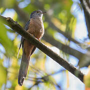 Sulawesi Brush Cuckoo