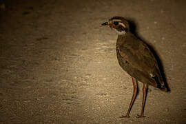 Bronze-winged Courser