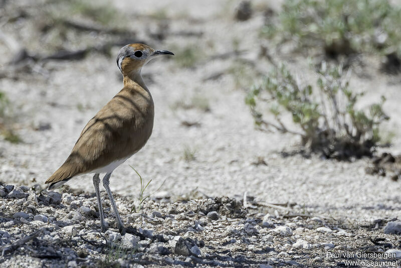 Burchell's Courseradult