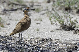 Burchell's Courser