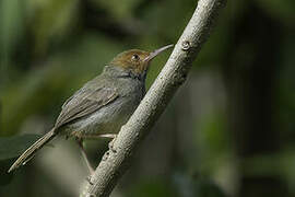 Olive-backed Tailorbird