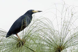 Rufous-bellied Heron