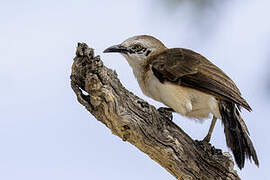 Bare-cheeked Babbler