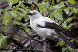 Southern Pied Babbler