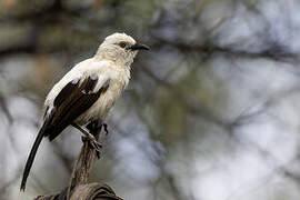 Southern Pied Babbler