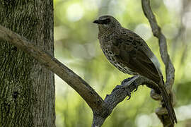 Hartlaub's Babbler