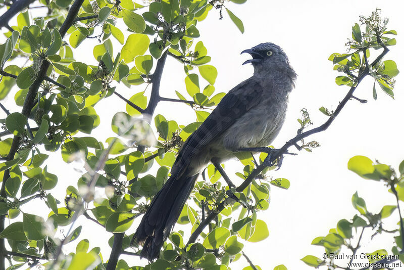 Black-faced Babbleradult