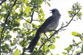 Black-faced Babbler