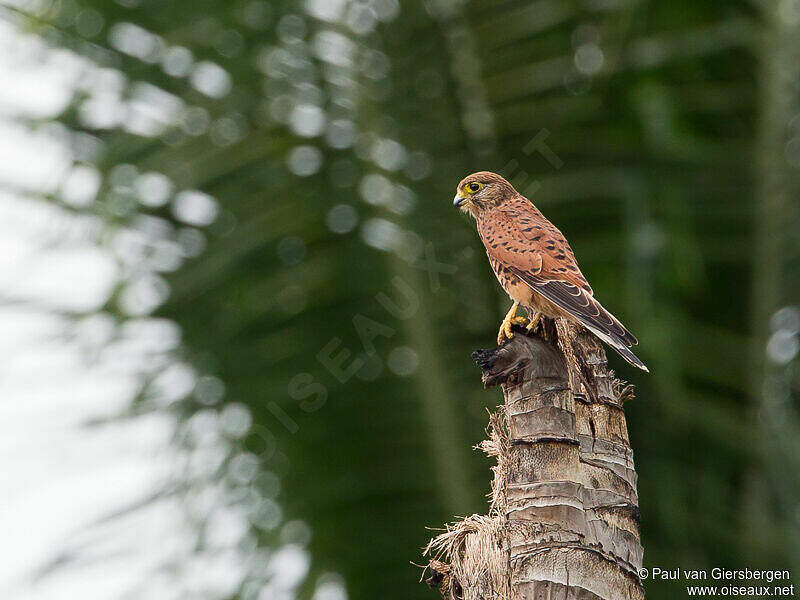 Spotted Kestrel - Falco moluccensis - pava279125