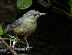 Long-billed Crombec