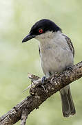 Black-backed Puffback