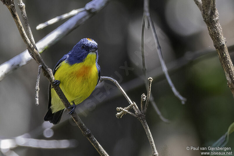 Yellow-rumped Flowerpecker male adult