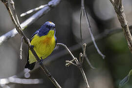 Yellow-rumped Flowerpecker