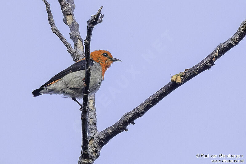 Scarlet-headed Flowerpecker male adult