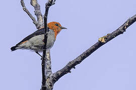 Scarlet-headed Flowerpecker