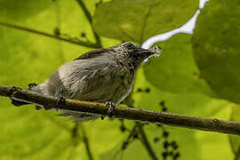 Mottled Flowerpecker