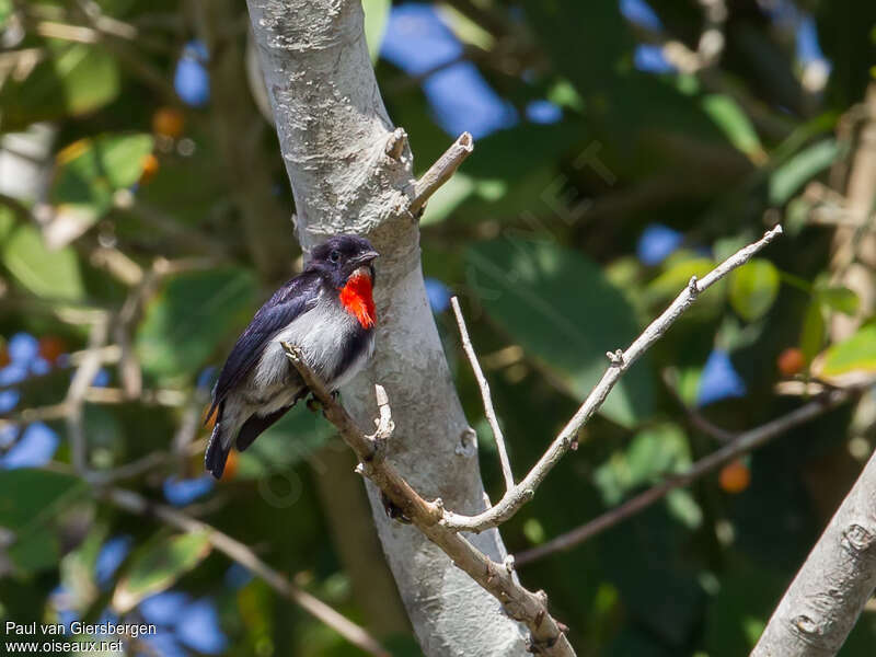 Sumba Flowerpecker male adult