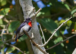 Sumba Flowerpecker