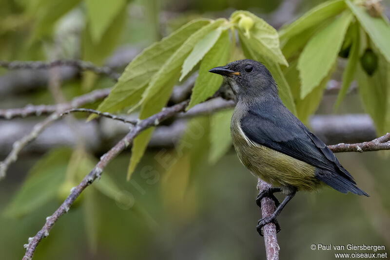 Midget Flowerpecker male immature