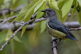 Midget Flowerpecker