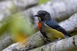 Midget Flowerpecker