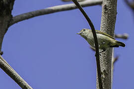 Plain Flowerpecker