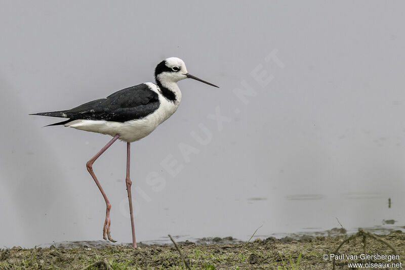 White-backed Stiltadult