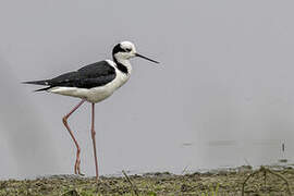 White-backed Stilt