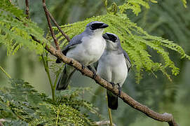 White-bellied Cuckooshrike