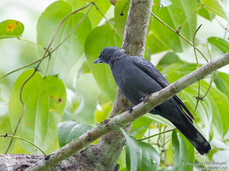 Halmahera Cuckooshrike male adult