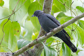 Halmahera Cuckooshrike