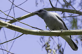 Sunda Cuckooshrike